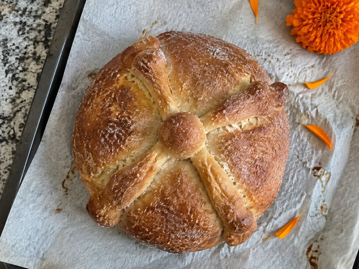 Pan de muerto integral casero con huesitos y azúcar sobre papel para hornear en la barra de la cocina, con pétalos de cempasúchil